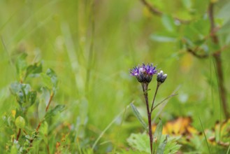 Felt Alpine Catchfly (Saussurea discolor), Two-coloured Alpine Catchfly, nature photo, Tynset,