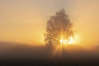 Warty birch (Betula pendula), morning mist, at sunrise, Lower Saxony, Germany, Europe