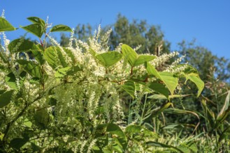 Flowering Japanese Knotweed (Fallopia Japonica), an invasive piece in a forest clearing in Ystad,