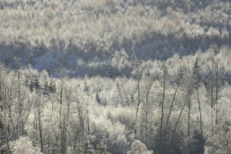 Winter landscape, Arnsberg Forest nature park Park, North Rhine-Westphalia, Germany, Europe