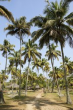 Coconut palm avenue at Marari Beach Resort, Mararikulam, Alleppy, Kerala, India, Asia