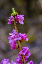 Daphne, flowers (Daphne mezereum), Prem near Lechbruck, Upper Bavaria, Bavaria, Germany, Europe