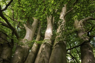 Multi-trunked old beech tree, Humlebæk, Nivå Bugt, Hovedstaden, Øresund coast, Denmark, Europe