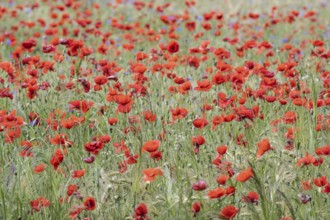 Poppy flower (Papaver rhoeas) in a grain field, Mecklenburg-Western Pomerania, Germany, Europe