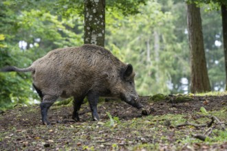 Wild boar (Sus scrofa), boar, Vulkaneifel, Rhineland-Palatinate, Germany, Europe