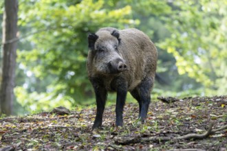 Wild boar (Sus scrofa), boar, Vulkaneifel, Rhineland-Palatinate, Germany, Europe