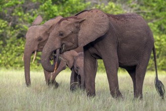 African forest elephants (Loxodonta cyclotis) in a clearing in Loango National Park, Parc National