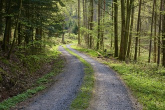 Quiet forest path made of gravel, surrounded by tall trees and green undergrowth, illuminated by