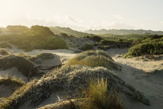 Icy beach and dunes, sunrise, Spiaggia La Liccia, near Rena Majore, Sardinia, Italy, Europe