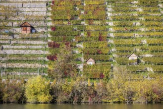 Steep vineyards with vineyard cottages in autumn, landscape on the banks of the Neckar between