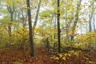 Near-natural deciduous forest in autumn with colourful leaves, copper beech (Fagus sylvatica), fog