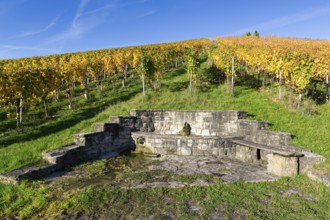 Stone bench and fountain in front of an autumnal vineyard under a clear blue sky, Strümpfelbach,