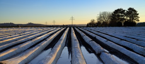 White foils prevent purple and green asparagus heads, control start of harvest, asparagus field,