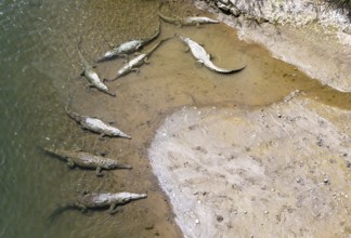 American crocodile (Crocodylus acutus) swimming in the water, from above, Rio Tarcoles, Carara