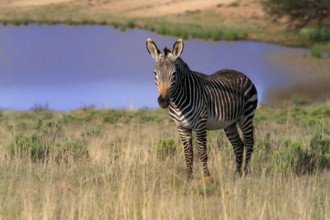 Cape Mountain Zebra (Equus zebra zebra), adult, foraging, water, Mountain Zebra National Park,