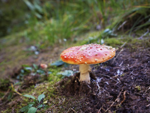 Fly agaric (Amanita muscaria), also known as red fly agaric, Switzerland, Europe