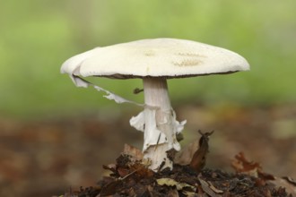 Karbol-Champignon or Karbol-Egerling (Agaricus xanthodermus), North Rhine-Westphalia, Germany,