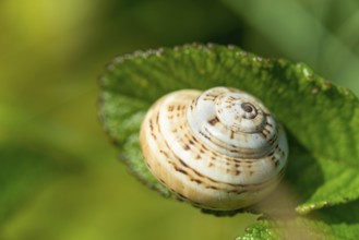 Mediterranean sand snail (Theba pisana), neozoon, snail shell on a green leaf, dune belt, Helgoland