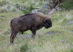 European bison (Bison bonasus), bull standing in a forest meadow, captive, Germany, Europe