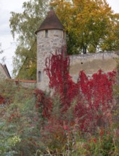 Autumnal vine leaves on the tower of the medieval defence wall, around 1370, Dinkelsbühl, Bavaria,