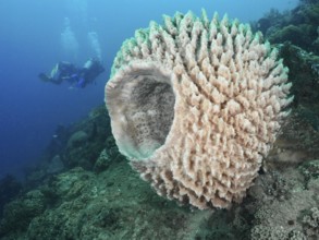 Diver discovering a large light-coloured sponge, Barrel sponge, barrel sponge (Xestospongia