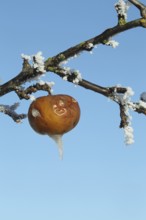 Apple in hoarfrost, Allgäu, Bavaria, Germany, Allgäu, Bavaria, Germany, Europe