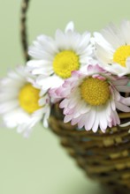 Common daisy (Bellis perennis)