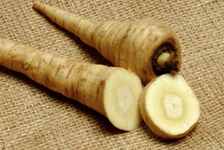 Parsnip, Parsnipsroot