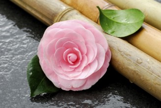 Camellia (Camellia japonica) and bamboo cane, bamboo