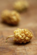 White mulberry (Morus alba) dried fruits, mulberry tree