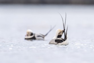 Long-tailed duck (Clangula hyemalis), male in splendour plumage during plumage care, Batsfjord,