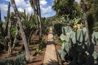 Cacti in the cactus garden, botanical garden in Funchal, Jardim Botanico, Funchal, Madeira,