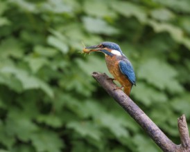 Common kingfisher (Alcedo atthis), Germany, Europe