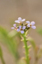 European searocket (Cakile maritima) blooming on the beach, "Platja del Fangar", nature reserve,