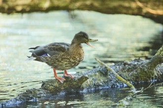 Wild duck (Anas platyrhynchos) female standing on an old tree trunk, Bavaria, Germany, Europe