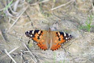 Small tortoiseshell (Aglais urticae) sitting with wings spread on the ground, North