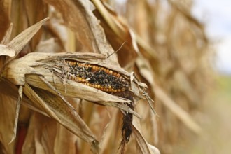 Close up of sick rotten corncob with black maize kernel in agricultural field