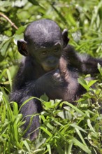 Bonobo (Pan paniscus), young animal, Lola ya Bonobo Sanctuary, Kimwenza, Mont Ngafula, Kinshasa,