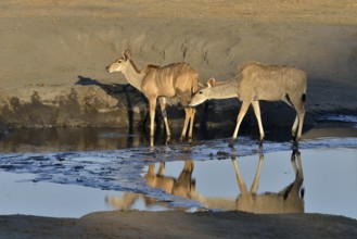 female Zambezi greater kudu (Strepsiceros zambesiensis), waterhole, near Somalisa, Hwange National