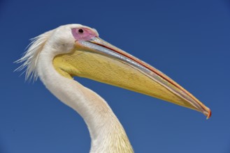 Great white pelican (Pelecanus onocrotalus), portrait, by Pelican Point, Walfish Bay, Erongo