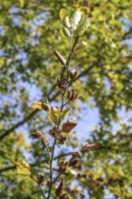 European beech (Fagus sylvatica), common beech close up of leaves and nuts in open cupules in early