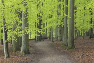 Path winding through forest with European beech (Fagus sylvatica) trees showing fresh green foliage