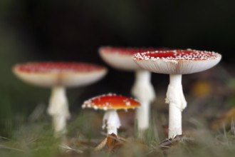 Fly agaric (Amanita muscaria), fly amanita