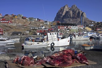 Muskox (Ovibos moschatus) meat from hunters on display at the Uummannaq harbour, North-Greenland,