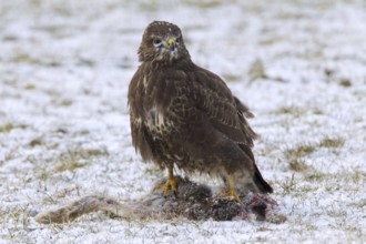 Common buzzard (Buteo buteo) feeding on hare in the snow in winter, Germany, Europe