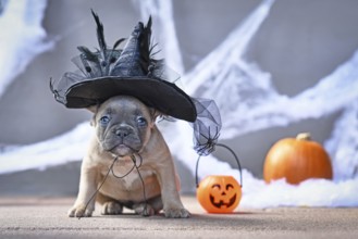 Cute French Bulldog dog puppy dressed up with large Halloween witch hat in front of seasonal