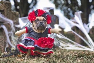 French Bulldog dog dressed up with La Catrina Halloween costume with red and black dress with rose