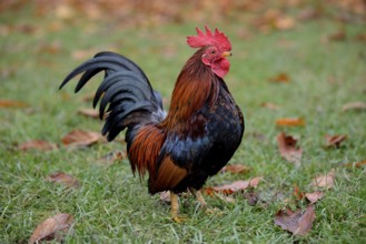 Bantam rooster (Gallus gallus f. Domestica), captive, Bavaria, Germany, Europe