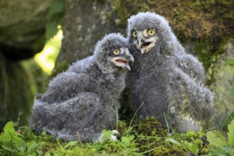 Snowy Owls (Nyctea scandiaca), chicks