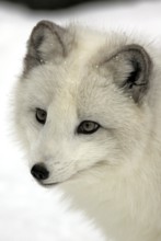 Arctic fox (Alopex lagopus) (Vulpes lagopus)